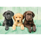 Three Labs - 1000 Piece Jigsaw Puzzle by Clementoni