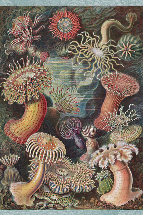 Ernst Haeckel: Sea Anemones 500-Piece Jigsaw Puzzle by Pomegranate