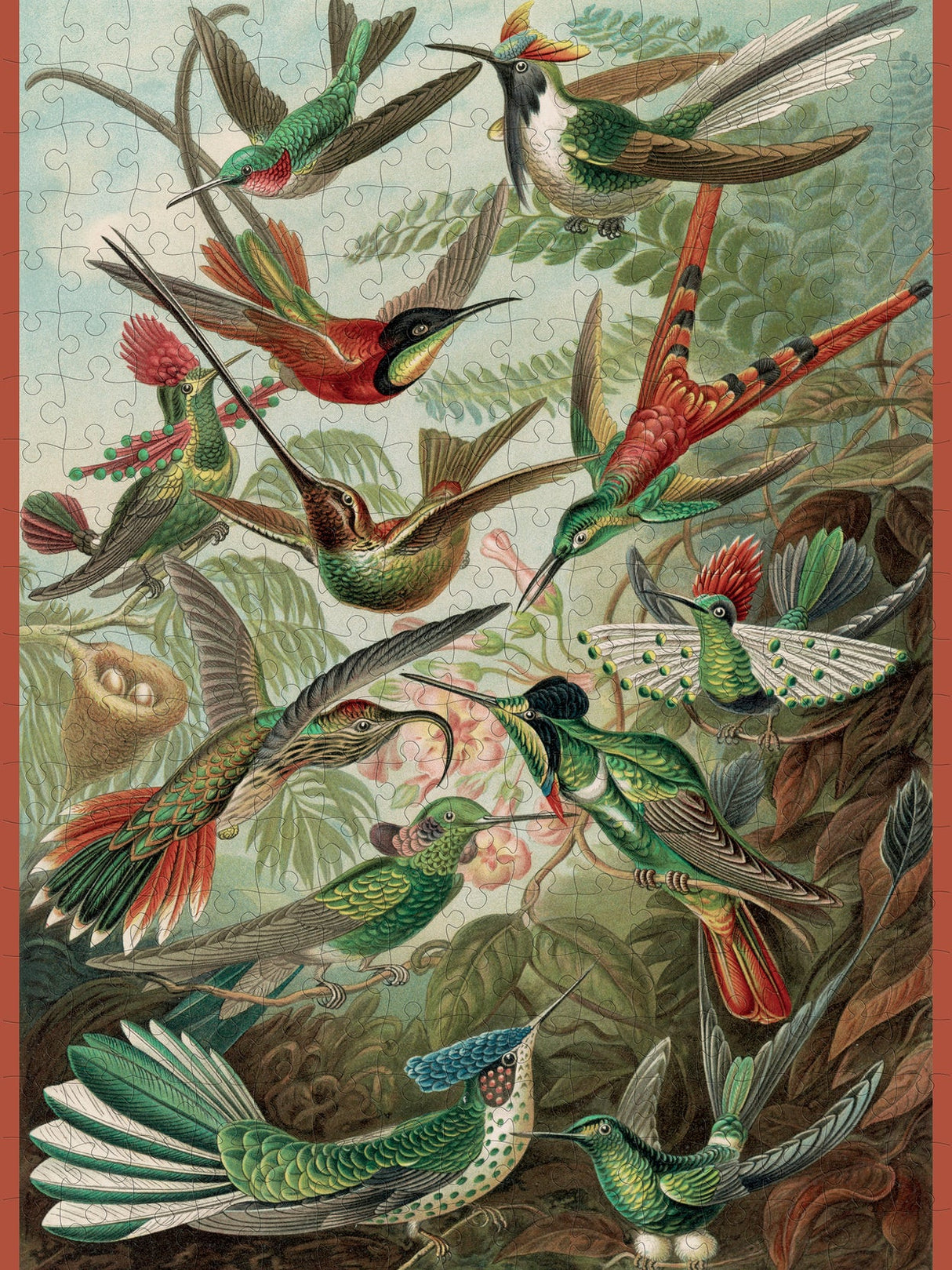 Completed Hummingbirds jigsaw puzzle by Pomegranate, showcasing Haeckel’s art a 300 piece jigsaw puzzle