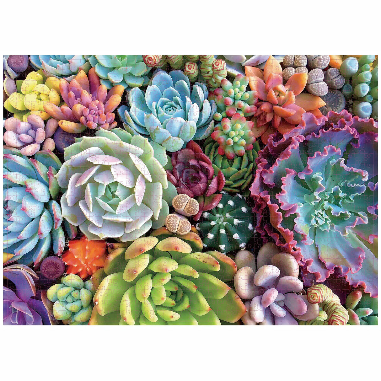 1000 Pieces Succulent Plants Jigsaw Puzzle