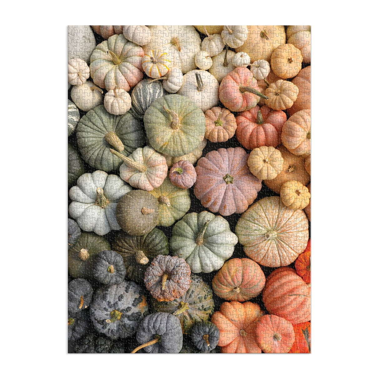 Heirloom Pumpkins 1000 Piece Puzzle by Galison - Galison - Jigsaw Puzzles - The Puzzle Center - 